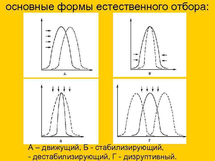 основные формы естественного отбора:   А – движущий, Б - стабилизирующий, - дестабилизирующий,