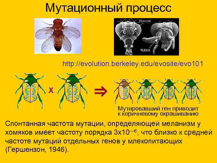   Мутационный процесс    http: //evolution. berkeley. edu/evosite/evo 101  