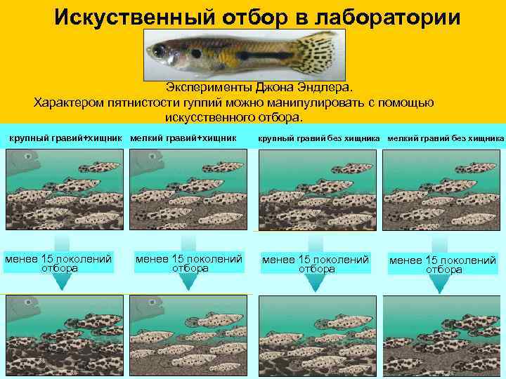   Искуственный отбор в лаборатории     Эксперименты Джона Эндлера. Характером