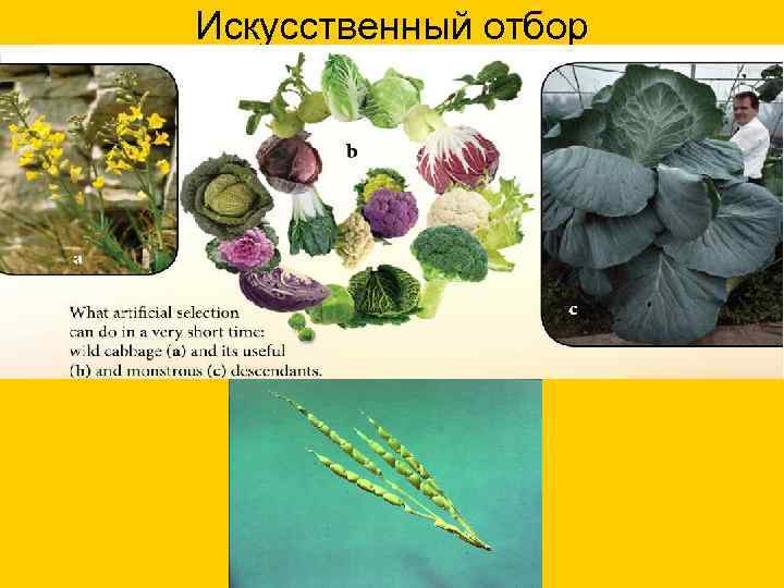 Искусственный отбор 