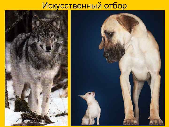 Искусственный отбор 