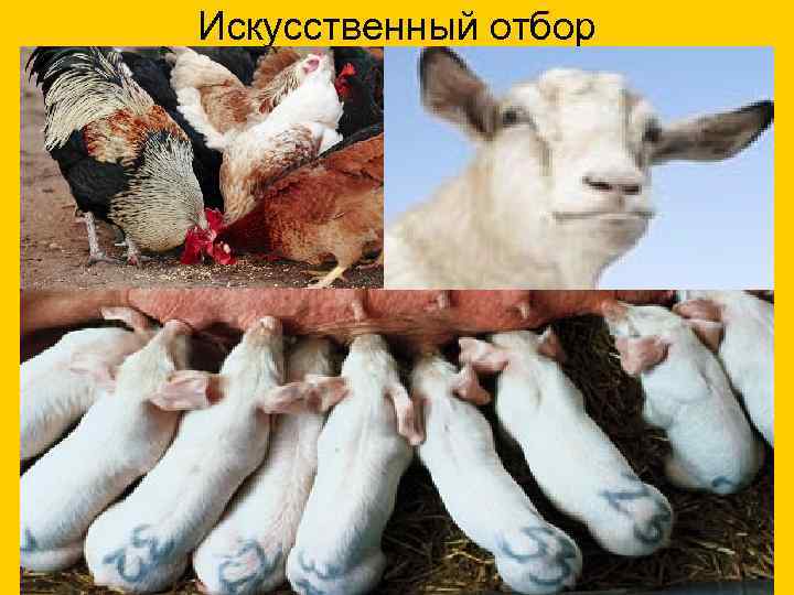 Искусственный отбор 