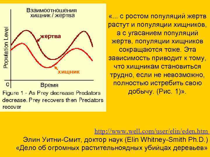   Взаимоотношения хищник / жертва   «. . . с ростом популяций