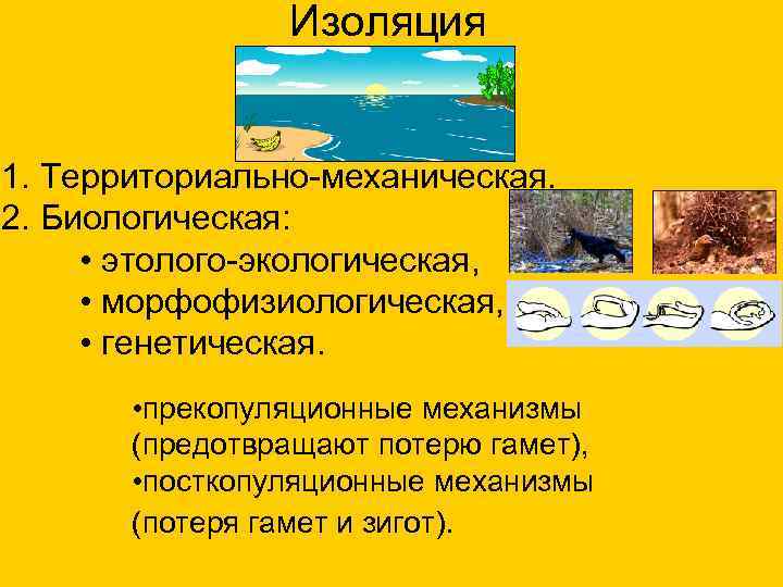     Изоляция  1. Территориально-механическая. 2. Биологическая:  • этолого-экологическая, 