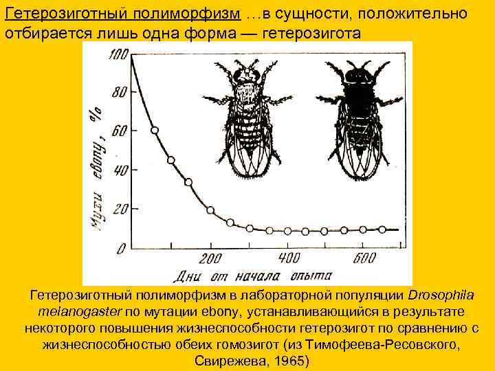 Гетерозиготный полиморфизм …в сущности, положительно отбирается лишь одна форма — гетерозигота Гетерозиготный полиморфизм в