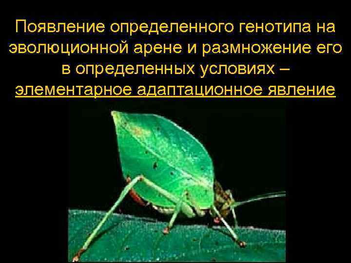  Появление определенного генотипа на эволюционной арене и размножение его в определенных условиях –