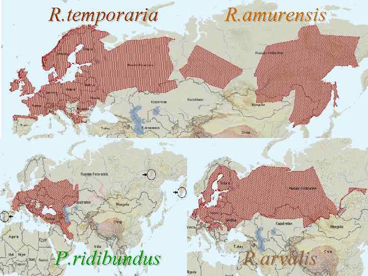 R. temporaria R. amurensis P. ridibundus R. arvalis 