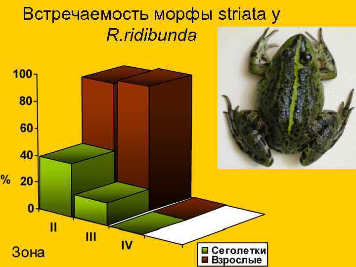 Встречаемость морфы striata у R. ridibunda 