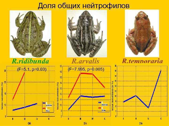  Доля общих нейтрофилов R. ridibunda R. arvalis R. temporaria (F=5. 1, p=0. 03)