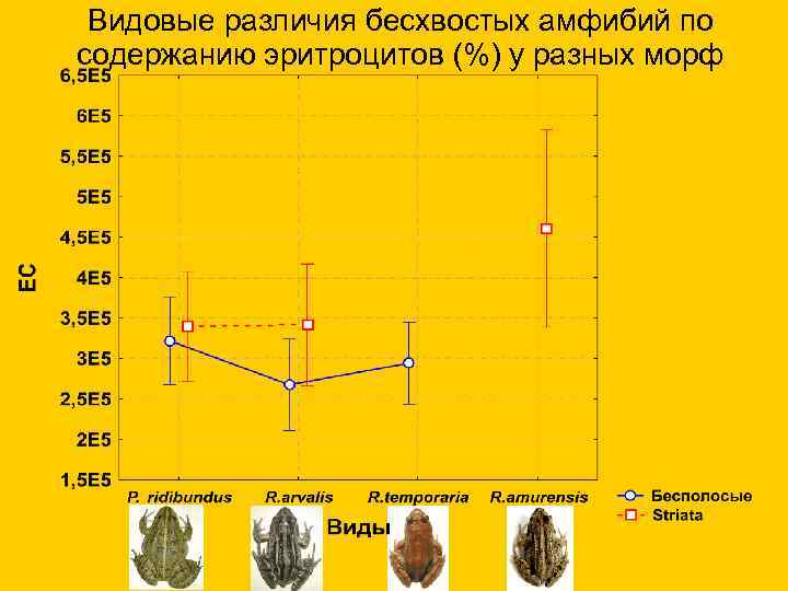  Видовые различия бесхвостых амфибий по содержанию эритроцитов (%) у разных морф 