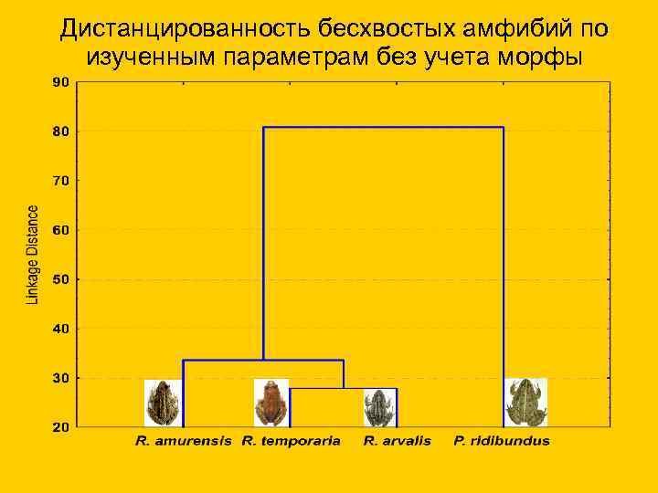 Дистанцированность бесхвостых амфибий по изученным параметрам без учета морфы 