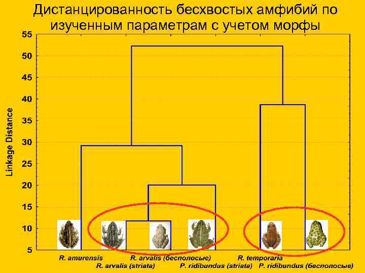 Дистанцированность бесхвостых амфибий по изученным параметрам с учетом морфы 