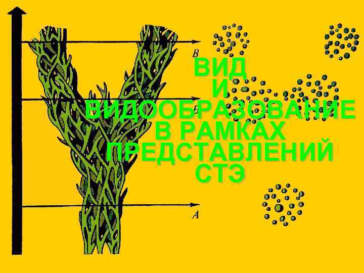  ВИД И ВИДООБРАЗОВАНИЕ В РАМКАХ ПРЕДСТАВЛЕНИЙ СТЭ 