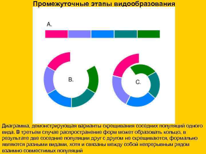  Промежуточные этапы видообразования Диаграмма, демонстрирующая варианты скрещивания соседних популяций одного вида. В третьем