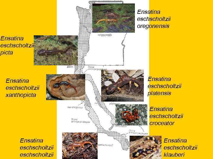  Ensatina eschscholtzii oregonensis Ensatina eschscholtzii picta Ensatina eschscholtzii xanthopicta platensis Ensatina eschscholtzii croceator