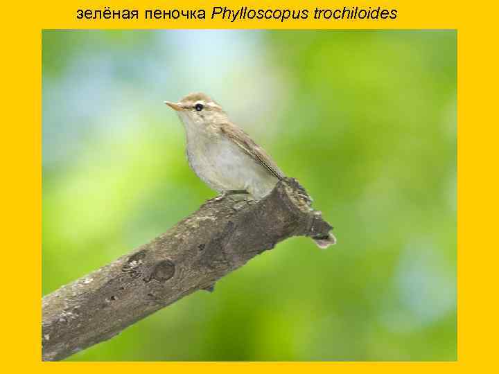 зелёная пеночка Phylloscopus trochiloides 