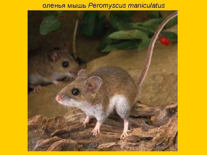 оленья мышь Реromyscus maniculatus 