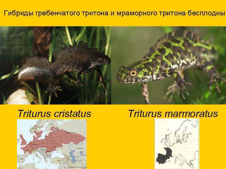 Гибриды гребенчатого тритона и мраморного тритона бесплодны Triturus cristatus Triturus marmoratus 