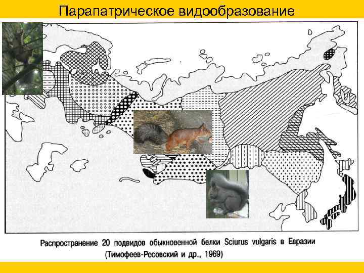 Парапатрическое видообразование 