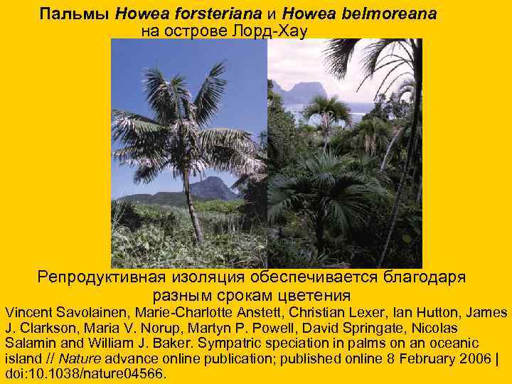  Пальмы Howea forsteriana и Howea belmoreana на острове Лорд-Хау Репродуктивная изоляция обеспечивается благодаря