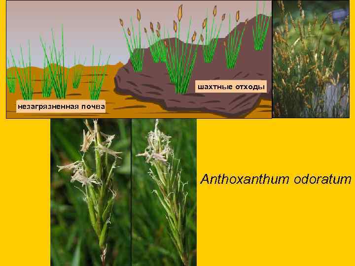  шахтные отходы незагрязненная почва Anthoxanthum odoratum 