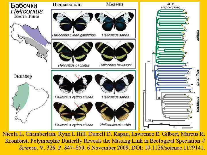  Бабочки Heliconius Nicola L. Chamberlain, Ryan I. Hill, Durrell D. Kapan, Lawrence E.