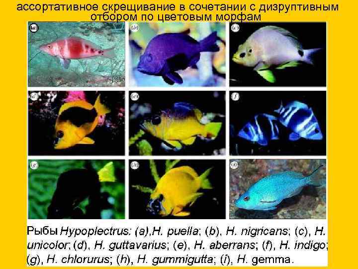 ассортативное скрещивание в сочетании с дизруптивным отбором по цветовым морфам 