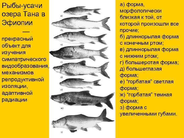 Рыбы-усачи а) форма, морфологически озера Тана в близкая к той, от Эфиопии которой произошли