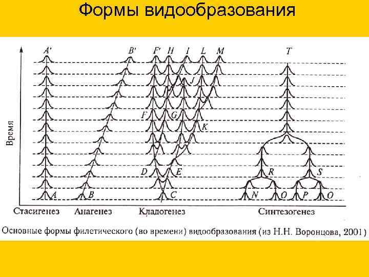 Формы видообразования 