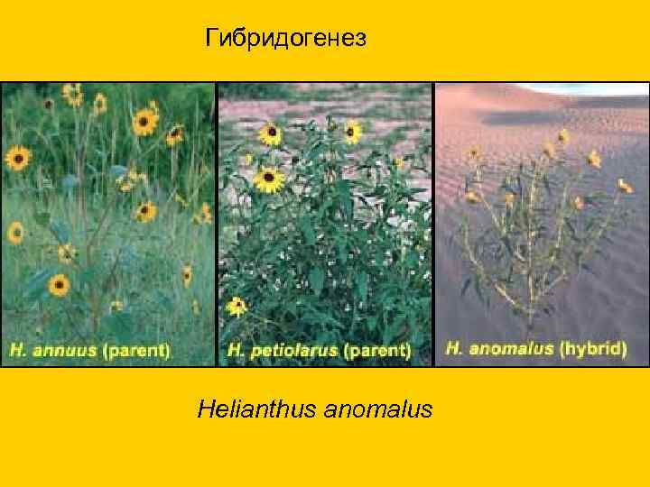 Гибридогенез Helianthus anomalus 