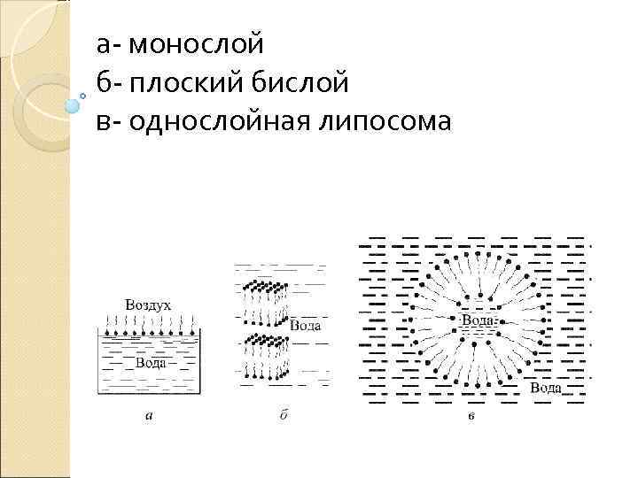 а- монослой б- плоский бислой в- однослойная липосома 