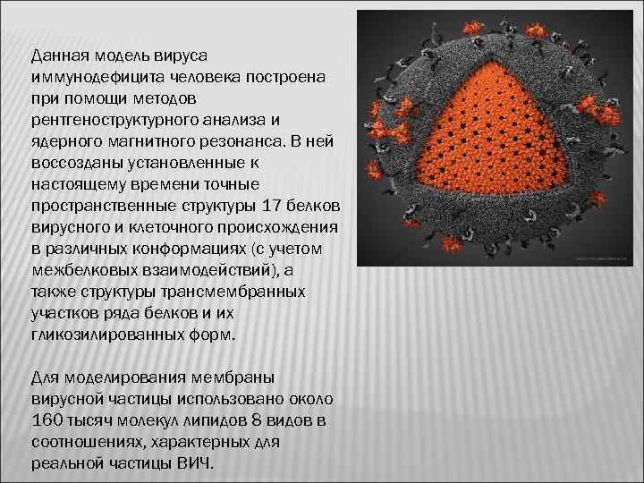 Данная модель вируса иммунодефицита человека построена при помощи методов рентгеноструктурного анализа и ядерного магнитного