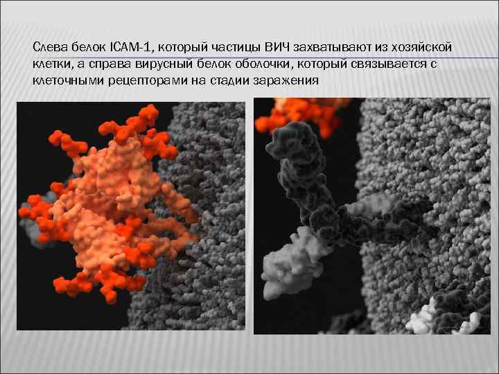 Слева белок ICAM-1, который частицы ВИЧ захватывают из хозяйской клетки, а справа вирусный белок