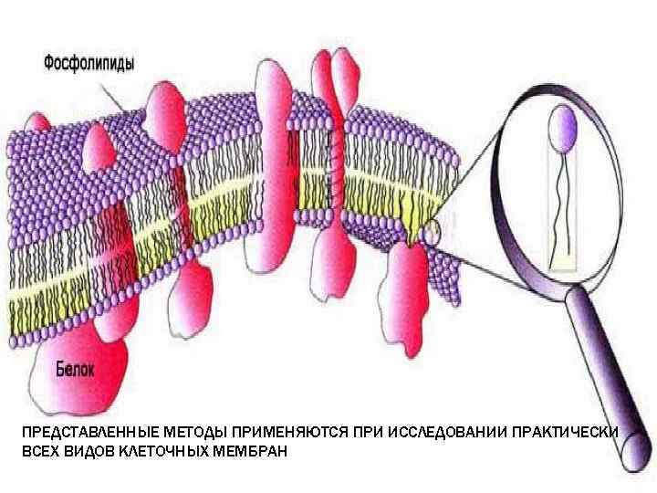 Презентация на тему методы изучения клетки