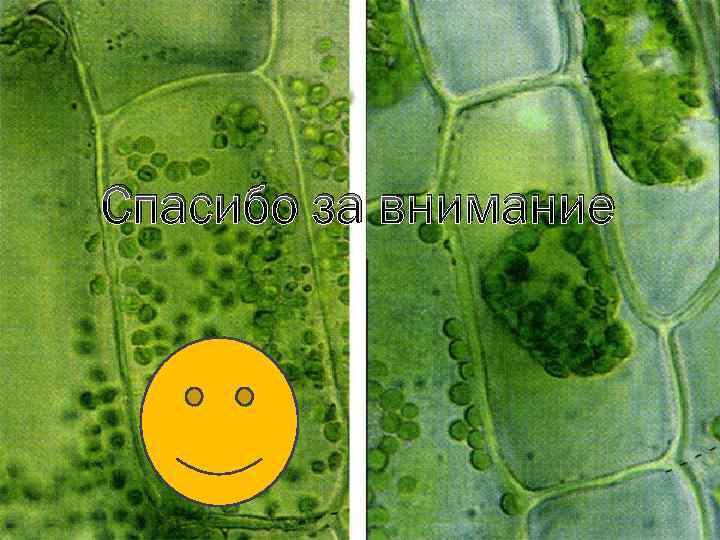 Спасибо за внимание 