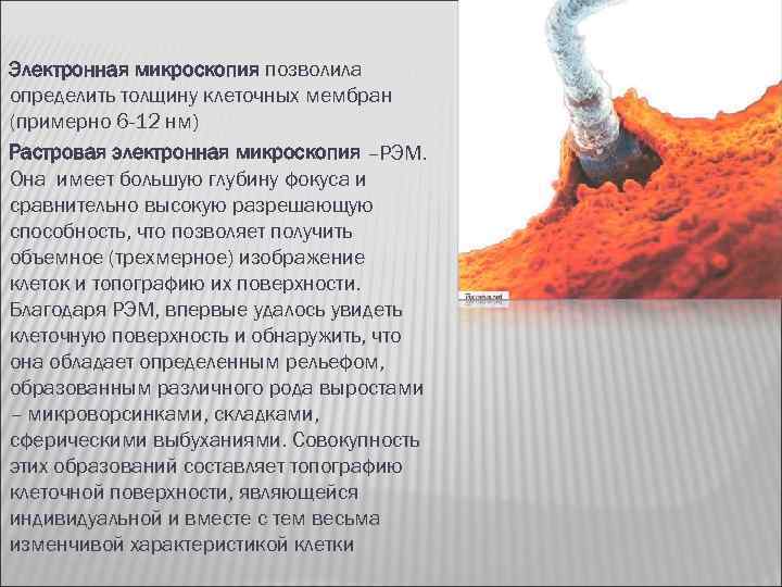 Электронная микроскопия позволила определить толщину клеточных мембран (примерно 6 -12 нм) Растровая электронная микроскопия