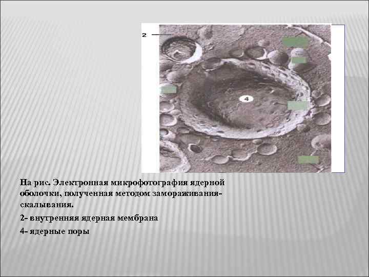 Растворение ядерной мембраны