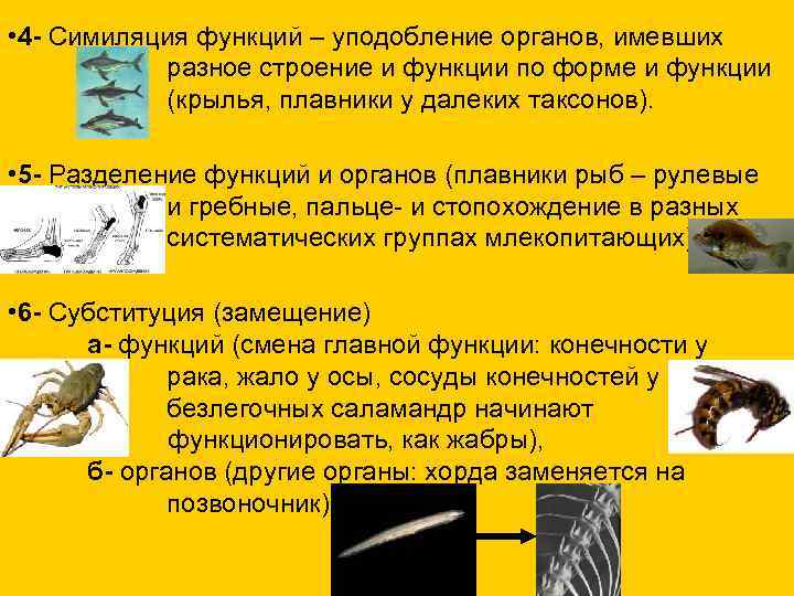  • 4 - Симиляция функций – уподобление органов, имевших разное строение и функции