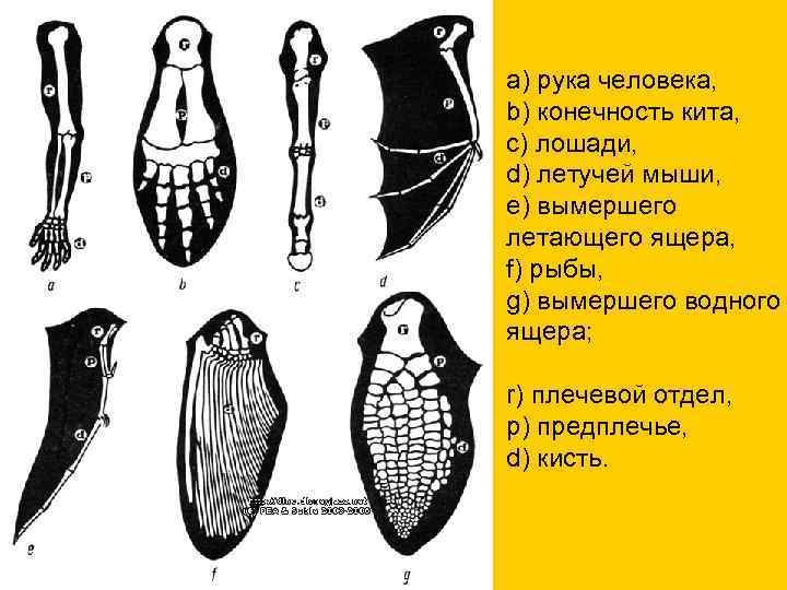 а) рука человека, b) конечность кита, с) лошади, d) летучей мыши, е) вымершего летающего