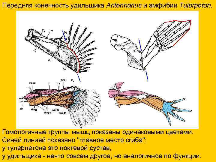 Передняя конечность удильщика Antennarius и амфибии Tulerpeton. Гомологичные группы мышц показаны одинаковыми цветами. Синей