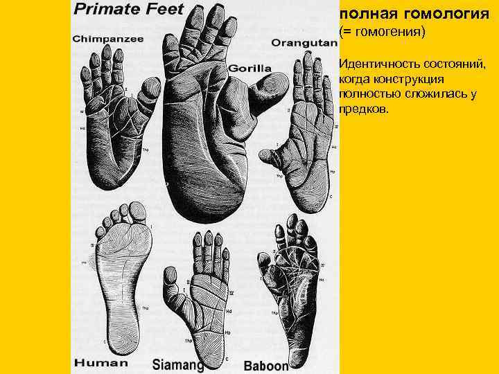 полная гомология (= гомогения) Идентичность состояний, когда конструкция полностью сложилась у предков. 