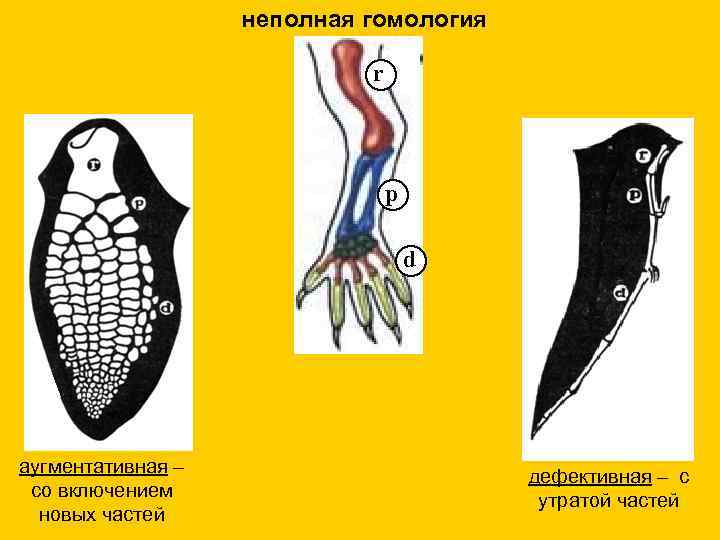  неполная гомология r p d аугментативная – дефективная – с со включением утратой