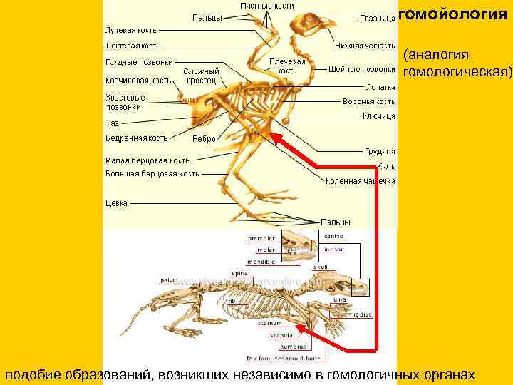  гомойология (аналогия гомологическая) подобие образований, возникших независимо в гомологичных органах 