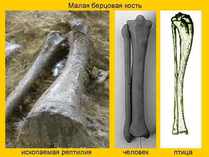  Малая берцовая кость ископаемая рептилия человек птица 