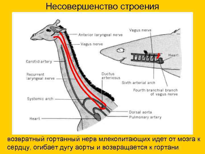  Несовершенство строения возвратный гортанный нерв млекопитающих идет от мозга к сердцу, огибает дугу