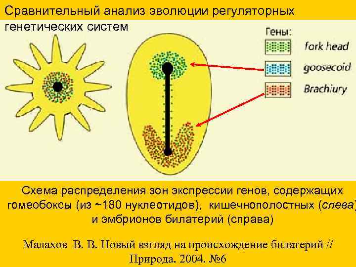 Сравнительный анализ эволюции регуляторных генетических систем Схема распределения зон экспрессии генов, содержащих гомеобоксы (из