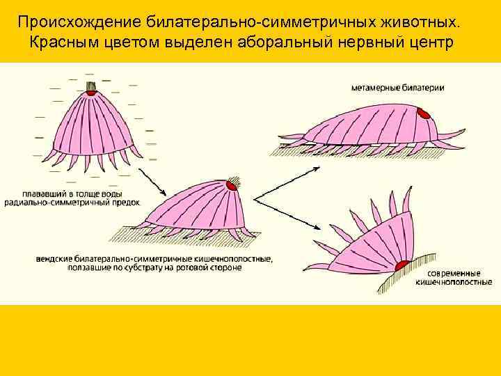 Происхождение билатерально-симметричных животных. Красным цветом выделен аборальный нервный центр 