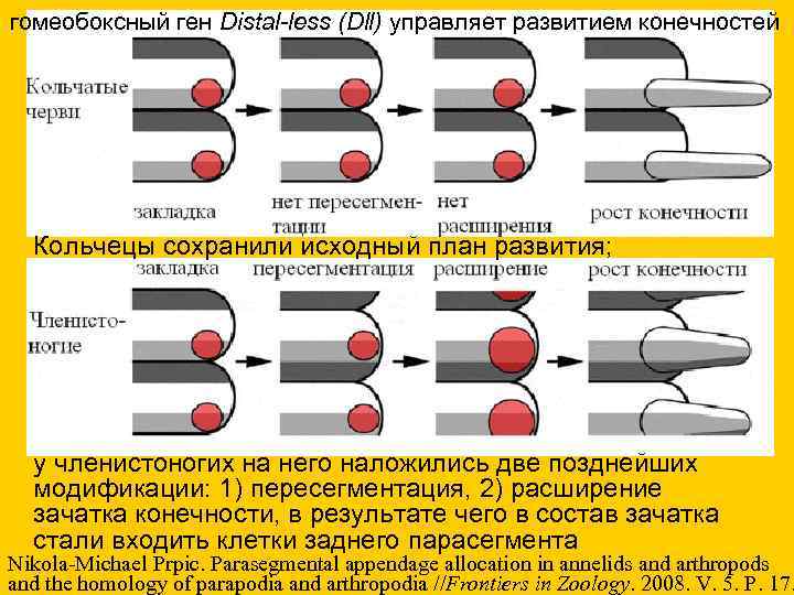 гомеобоксный ген Distal-less (Dll) управляет развитием конечностей Кольчецы сохранили исходный план развития; у членистоногих