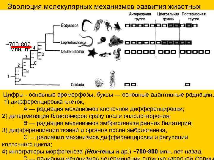  Эволюция молекулярных механизмов развития животных ~700 -800 млн. л. Цифры - основные ароморфозы,