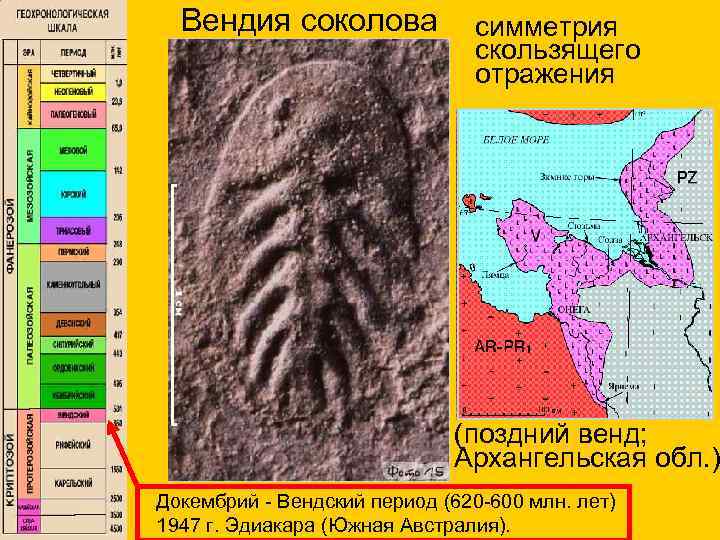  Вендия соколова симметрия скользящего отражения (поздний венд; Архангельская обл. ) Докембрий - Вендский